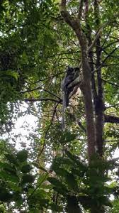 A decision tree is a supervised algorithm used in machine learning. High In The Tree Picture Of Bukit Lawang Jungle Trekking Tours Day Tours Tripadvisor