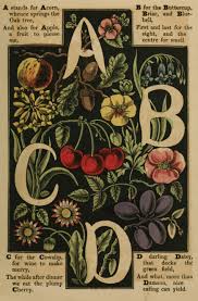 Discover our beautiful flowers and plants. Alphabet Of Flowers And Fruit A B C D Old Book Illustrations