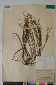 Image result for Felicia muricata