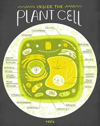 << contents page | << chapter 1 | chapter 2 | chapter 3 >>|. Inside The Plant Cell Anatomy Poster Etsy Science Biology Plant Cell Biology