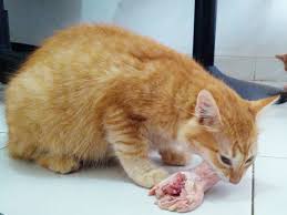 Makanan kucing persia ikan rebus. Mengenal Raw Food Untuk Kucing Meowmagz
