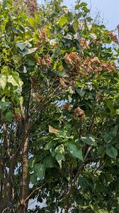 Image result for Macaranga kilimandscharica