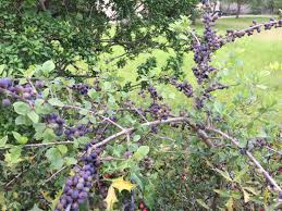 Maybe you would like to learn more about one of these? Purple Berries On A Shrub In Austin Texas Imgur