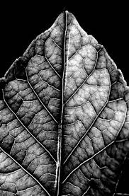 Best Black And White Nature Photos Photography Black And White Texture Portraits 53 Best Ideas Texture Photography Black And White Drawing Nature Photography Flowers