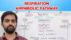 Amphibolic Pathway Respiration Bilingual Tamil Senthilnathan Youtube