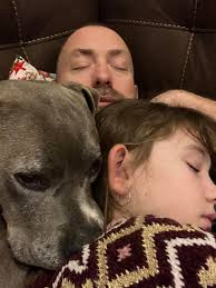 Western US Red Wheaten Terrier Litter