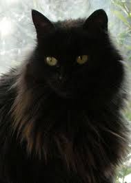 There are several cat breeds with a lot to offer in terms of long, luscious coats. Pin On Black Cats