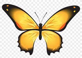 Membuat sketsa gambar kupu kupu terbang bisa dibilang mudah namun juga sedikit sulit untuk jenis kupu tertentu. Yellow Butterfly Clipart 15 Buy Clip Art Sketsa Gambar Kupu Kupu Berwarna Free Transparent Png Clipart Images Download