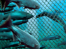 PET coated wire for aquaculture cages - Bekaert.com