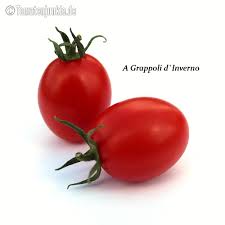 Clique aqui e veja a coleção completa. A Grappoli D Inverno Tomatenjunkie