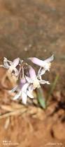 Image result for Tulbaghia cameronii