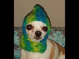 37 Crochet Chihuahua Hat Tutorial How To Crochet A Dog Hat Youtube Crochet Dog Dog Hat Diy Dog Stuff