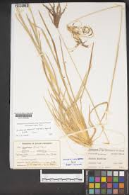 Image result for Chloris mossambicensis