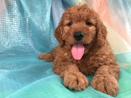 Welcome to pure bred pups in joice iowa! Purebredpups Com Goldendoodle Breeder Joice Iowa