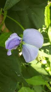 Image result for Psophocarpus grandiflorus