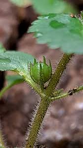 Image result for Stemodia serrata
