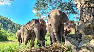 Kanta Elephant Sanctuary