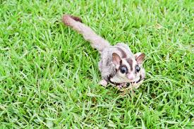 Sugar Glider As A Pet An Exotic Companion Facts And Info Pet Comments