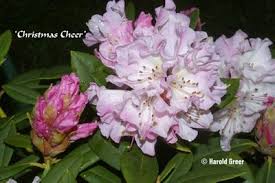 Rhododendron Christmas Cheer Rhododendrons Hybrids Species
