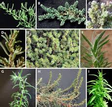 Image result for Chenolea