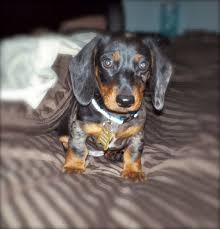 My Dapple Dachshund When Dill Was A Puppy Dapple Dachshund Baby Dachshund Dachshund