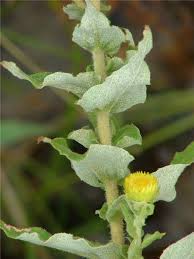 Image result for Helichrysum foetidum