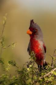 Birds Of The Southwest Desert Male Pyrrhuloxia By Bettywiley Pet Birds Beautiful Birds Pretty Birds