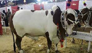 'feast of breaking the fast', ipa: Bakra Eid 2021 Nine Day Holiday For Government Employees