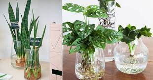 Hal tersebut dikarenakan habitat ikan adalah di air. Indoor Plant Guna Tanah Bahaya 7 Jenis Tanaman Tumbuh Subur Dalam Air Impiana