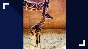 This home was built in 1900 and last sold on 2/22/2021 for $60,000. No More Babies April The Giraffe Is Going On Birth Control Wbir Com