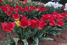 It's important to know the colour meaning of flowers, especially if you're gifting them and pink tulips are known for meaning affection, caring, good wishes, and love. Tulip Flowers 50 Types How To Grow And Pictures Florgeous