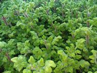 Image result for foto moud Forsterův