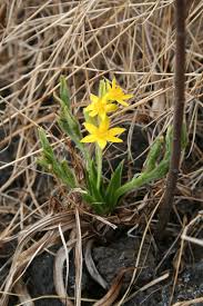 Image result for Hypoxis rigidula