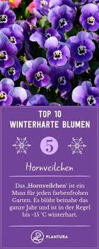 Ideen für mehrjährige und winterharte steingartenpflanzen wie kleine bäume und sträucher, bodendecker, gräser, blumen, blühende steingartenstauden (polsterstauden), moose, fettpflanzen (sukkulenten) und kleinwüchsige farne, die keinen schattigen platz im garten bevorzugen. Die 10 Besten Bilder Zu Winterharte Blumen In 2020 Winterharte Blumen Winterhart Blumen