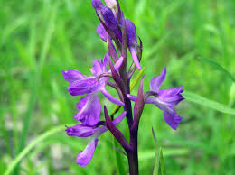 Image result for Isoglossa laxiflora