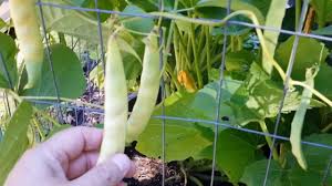 Maybe you would like to learn more about one of these? Confused About Pole Beans Vs Bush Beans Here S What I Ve Learned So Far Youtube