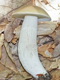 Image result for Boletus variipes