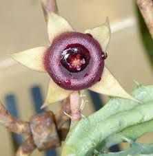 Image result for Huernia procumbens
