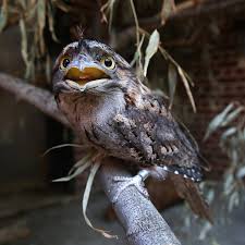 But you'd be surprised how often i'm asked the question 'are birds animals?'. This Angry Bird Is The Most Photogenic Research Finds The New York Times