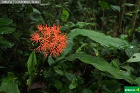 Image result for Scadoxus cinnabarinus