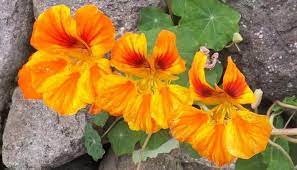 Nasturtium Herb Uses Benefits And Medicinal Properties