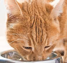 Prices paid and comments from costhelper's team of professional journalists and community of users. Pet Dental Care Petsmart