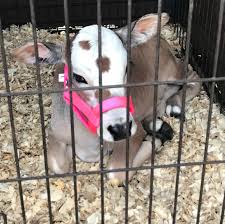 We are a family business located in miami dade county. Extra Animals For Petting Zoo