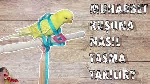 muhabbet kusuna tasma nasil takilir youtube