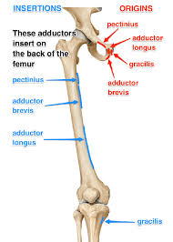 The names usually refer to their action in humans, so try to individualize those muscles in your own body. What Is The Best Way To Learn The Actions Of The Muscles For Anatomy Quora