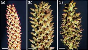 Image result for Disa fragrans