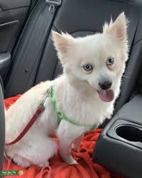 White Pomeranian With Blue Eyes Stud Dog South Breed Your Dog