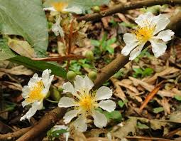 Image result for Buchnerodendron lasiocalyx