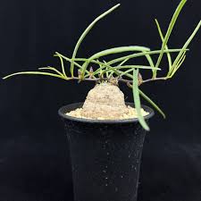 Image result for Ipomoea welwitschii