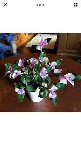 Tradescantia blushing bride needs 0.5 cups of water every 7 when it doesn't get direct sunlight and is potted in a 5 pot. Blushing Bride Gumtree Australia Free Local Classifieds